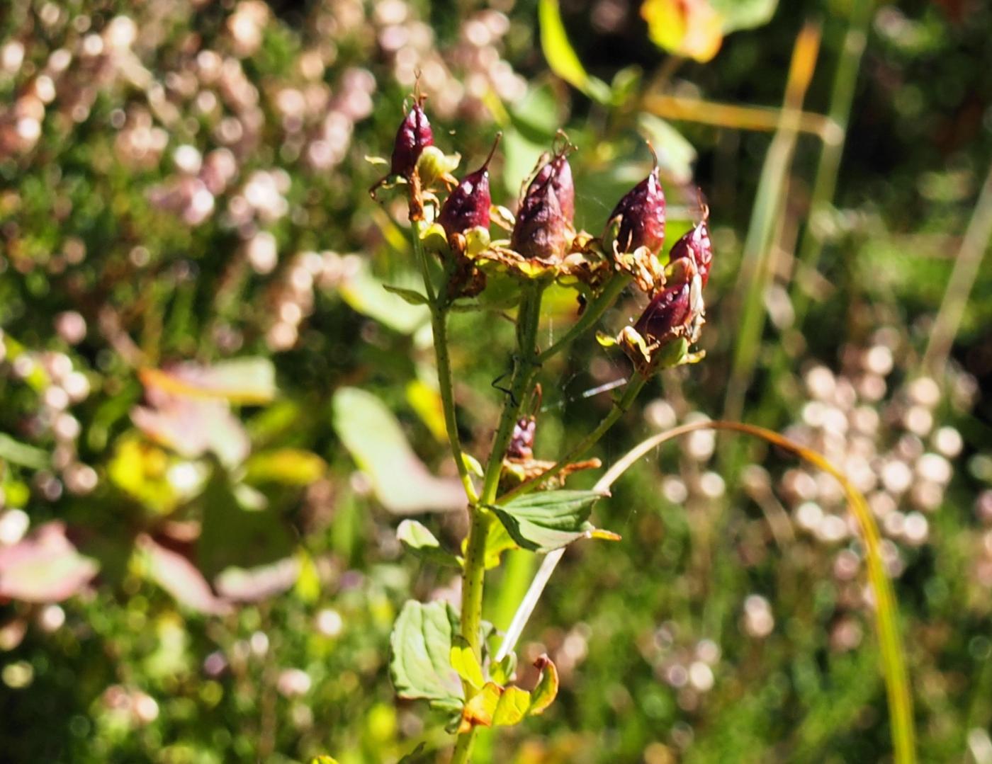 St. John's Wort, Square-stemmed fruit